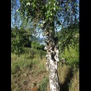 Ungewöhnlicher Baumschmuck